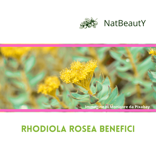 Rhodiola rosea benefici rodiola